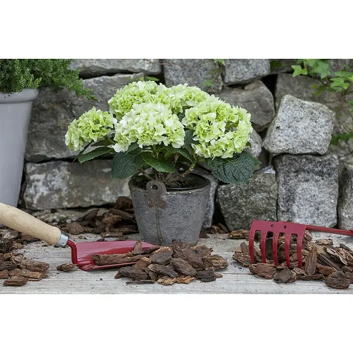Piardino Bauernhortensie - Hydrangea macrophylla, Topfgröße: 13 cm, Weiß - Nahaufnahme einer Limelight-Hortensie im Topf, umgeben von Gartengeräten und Rindenmulch, vor einer steinernen Mauer.