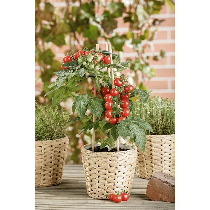 Piardino Tomate (Solanum lycopersicum, Topfgröße: 15 cm)