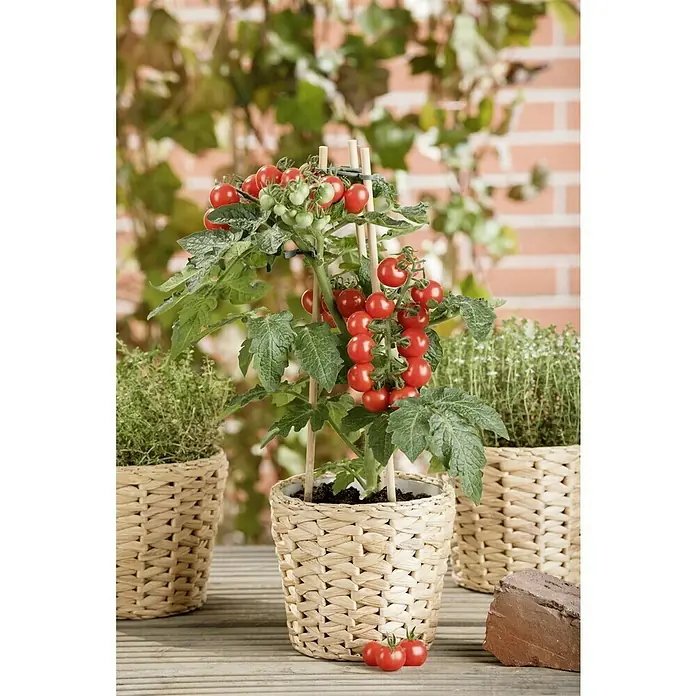 Piardino Tomate - Solanum lycopersicum, 15 cm, Erntezeit: Juli - Ein Topf mit einem üppigen Tomatenstrauch voller reifer, roter Kirschtomaten, der in einem geflochtenen Korb auf einem Holztisch steht.