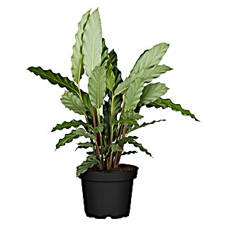 Piardino Calathea (Calathea hybride, Topfgröße: 17 cm, Grün/Weiß)