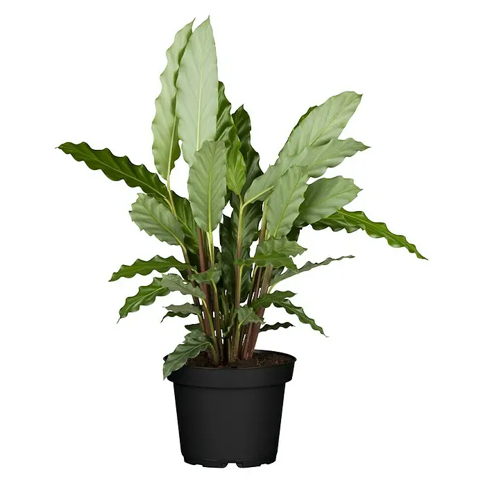 Piardino Calathea - Calathea hybride, Topfgröße: 17 cm, Grün/Weiß - Zimmerpflanze 'Calathea rufibarba' in einem schwarzen Topf, mit wellenförmigen grünen Blättern und rötlichen Stielen.