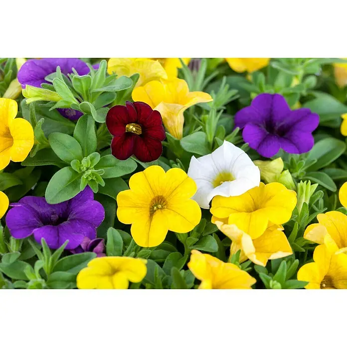 Piardino Zauberglöckchen - Calibrachoa Hybride Fünf Freunde, Topfgröße: 15 cm, Mehrfarbig - Farbenprächtige Petunien-Mischung mit gelben, violetten, roten und weißen Blüten, umgeben von saftig grünen Blättern. Eine wunderschöne Blumenpracht!