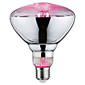 Paulmann Pflanzenlampe Grow Green (6,5 W, 200 lm, PAR38) | BAUHAUS