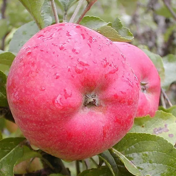 Apfelbaum Jacob Fiischer - Malus domestica Jacob Fischer, Erntezeit: September - Frische, reife Äpfel mit Wassertropfen auf einem Apfelbaum. Die rote Farbe der Äpfel sticht hervor.