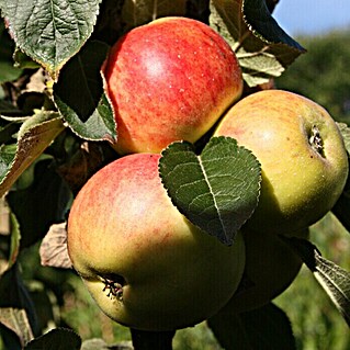 Apfelbaum Sortenmischung Arbat / Campanilo Quattro (Malus domestica, Erntezeit: September)