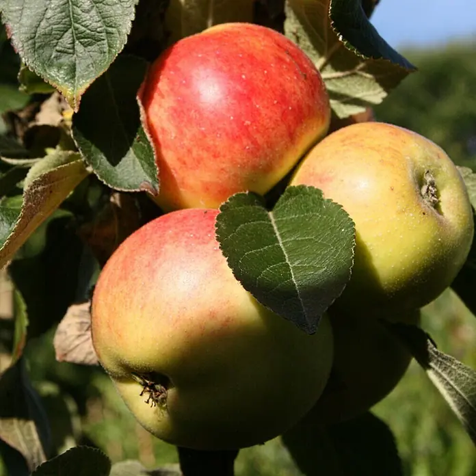 Apfelbaum Arbat - Malus domestica, Erntezeit: September - Ein Nahaufnahme von drei saftigen Äpfeln am Baum, umgeben von grünen Blättern. Die Äpfel zeigen eine Mischung aus Rot- und Gelbtönen.