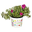 Piardino Verdolaga (Portulaca grandiflora, Tamaño de maceta: 11 cm) | BAUHAUS