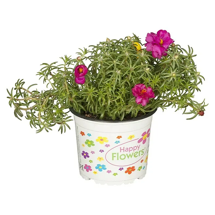 Piardino Portulak hängend - Portulaca umbraticola, 13 cm, verschiedene Farben - Nahaufnahme einer Portulakröschen-Pflanze in einem Topf mit der Aufschrift "Happy Flowers".