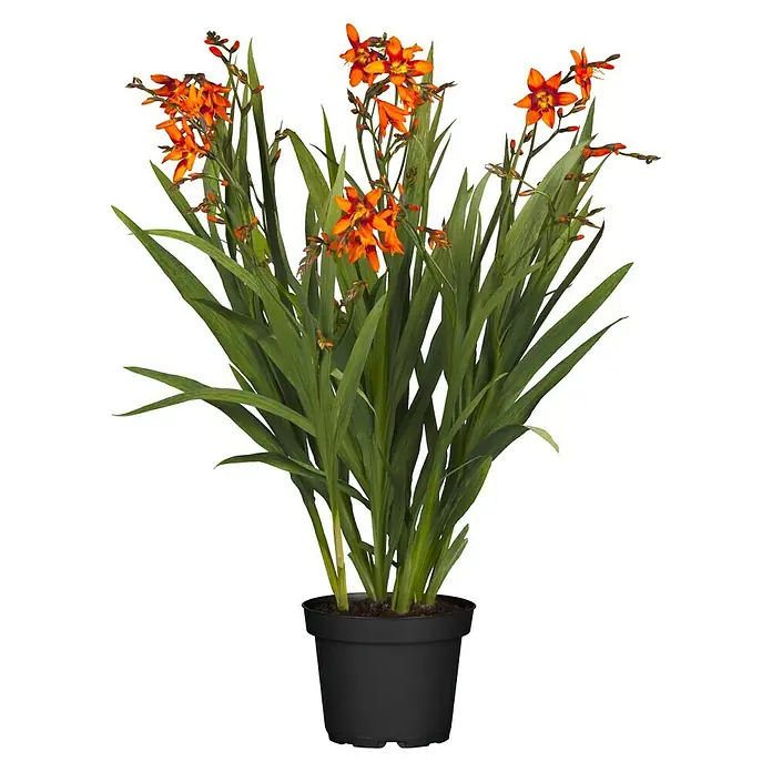 Piardino Montbretie - Crocosmia Hybride, Topfgröße: 19 cm, Orange, Gelb - Eine elegante Montbretie in einem schwarzen Topf. Die Pflanze hat leuchtend orangefarbene Blüten und grüne Blätter, die einen schönen Kontrast bilden.
