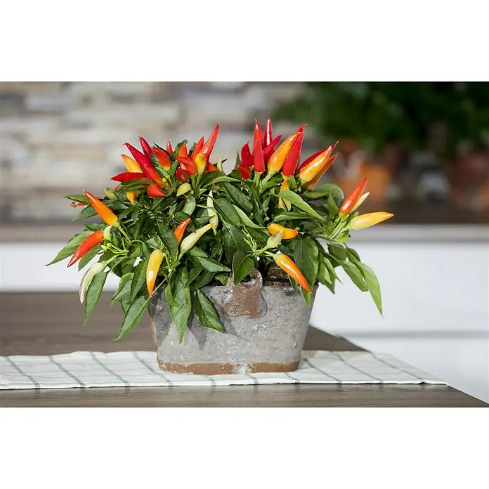 Blu Bio Chili Zwerg - Capsicum anuum, 12 cm, Erntezeit: Juli - Eine Zierpfefferpflanze in einem Topf, mit roten, gelben und grünen Paprikaschoten, die auf einem Tisch mit einem karierten Tuch stehen.