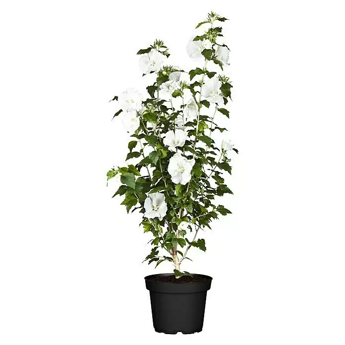 Piardino Garteneibisch - Hibiscus syriacus, Topfgröße: 19 cm, Blütenfarbe: Artenabhängig - Vorderansicht