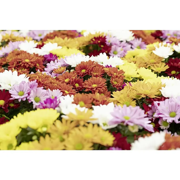 Piardino Herbst-Chrysantheme - Chrysanthemum indicum Rock ´n Roll, Sortenabhängig, 14 cm - Vielfältige Chrysanthemen-Blütenpracht in leuchtenden Farben wie Rot, Orange, Gelb, Weiß und Rosa für eine farbenfrohe Dekoration.