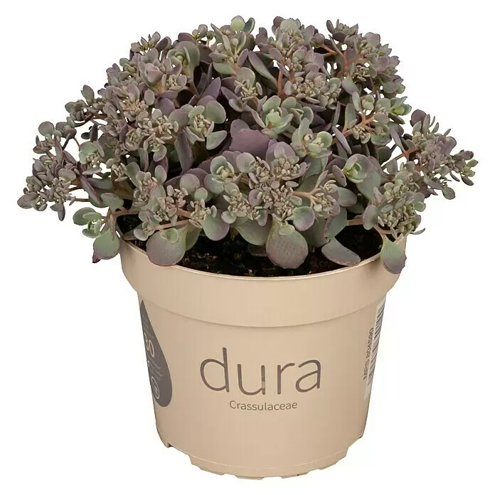 Piardino Garten-FettblattSedum kamschaticum, Topfgröße: 13 cm, Gelb, Orange