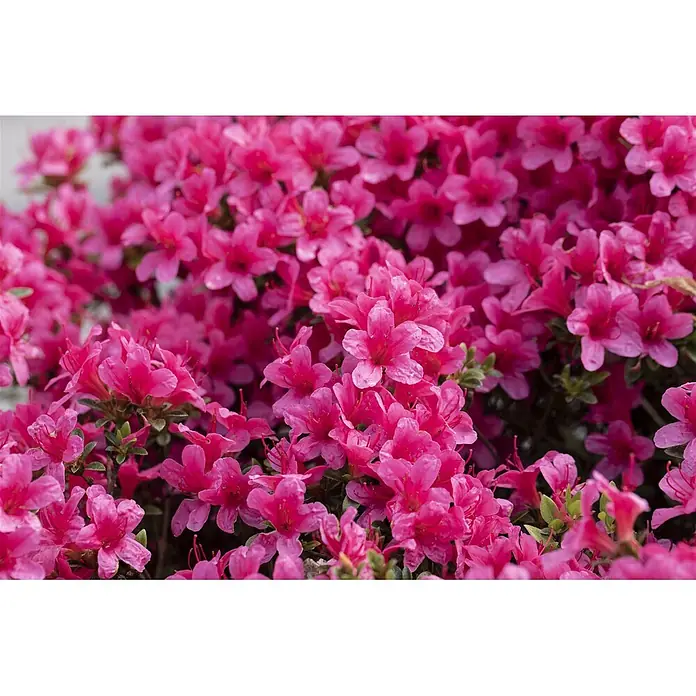 Pflanzen für dich Rhododendron 15-20 cm - Rhododendron obtusum 'Michiko', Blütenfarbe: Rosa - Zahlreiche leuchtend rosa Blüten bedecken einen dichten grünen Strauch.