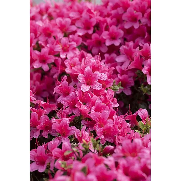 Pflanzen für dich Rhododendron 30-40 cm - Rhododendron obtusum 'Silvester', Blütenfarbe: Weiß - Leuchtend rosa Blüten in voller Blüte, einige mit Wassertropfen.