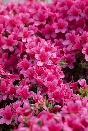 azaleen rhododendron düngen Rhododendron Dünger flüssig 5 L main image 0
