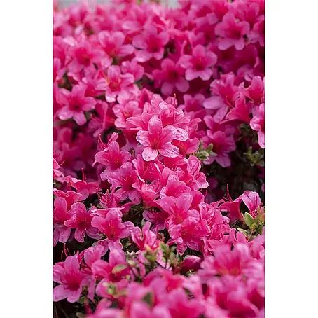 Pflanzen für dich  Rhododendron 30-40 cm