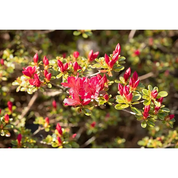 Pflanzen für dich Rhododendron 30-40 cm - Rhododendron obtusum 'Silvester', Blütenfarbe: Weiß - Leuchtend rote Azaleenblüten und Knospen an einem grünen Zweig, einige voll erblüht.