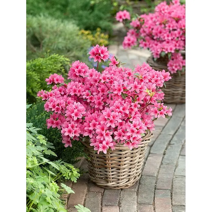 Pflanzen für dich Rhododendron 30-40 cm - Rhododendron obtusum 'Silvester', Blütenfarbe: Weiß - Weidenkorb gefüllt mit leuchtend pinken Azaleenblüten, auf einer Backsteinterrasse stehend. Ein weiterer Korb ist im Hintergrund zu sehen.