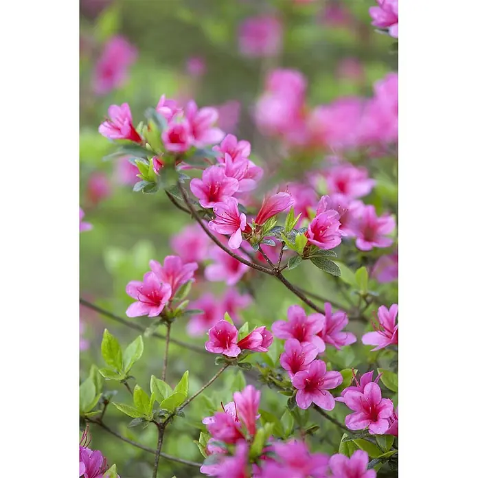 Pflanzen für dich Rhododendron 30-40 cm - Rhododendron obtusum 'Silvester', Blütenfarbe: Weiß - Lebendige pinkfarbene Azaleenblüten mit grünen Blättern an Zweigen.
