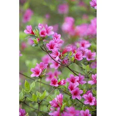 Pflanzen für dich  Rhododendron 20-25 cm
