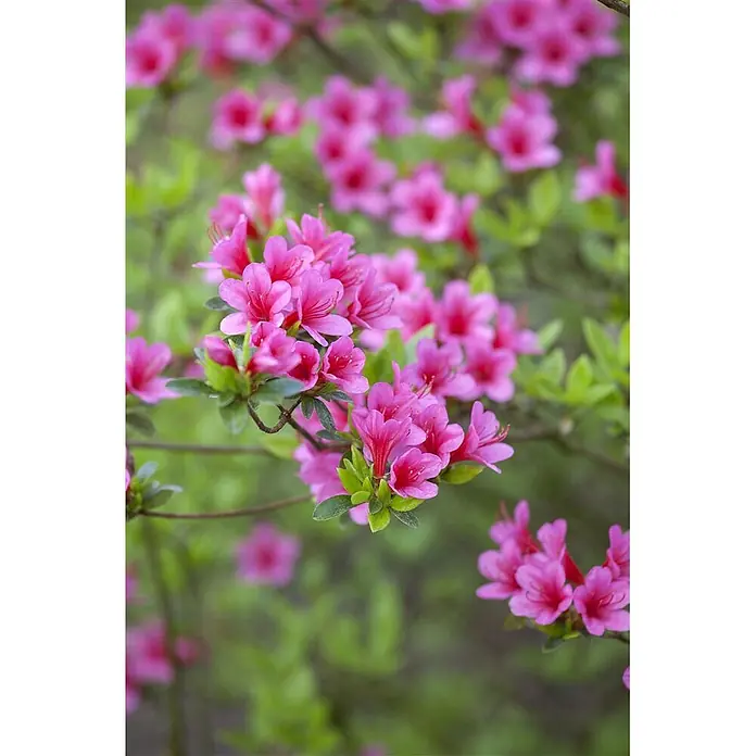 Pflanzen für dich Rhododendron 30-40 cm - Rhododendron obtusum 'Silvester', Blütenfarbe: Weiß - Leuchtend pinkfarbene Azaleenblüten an einem Zweig, mit vielen weiteren unscharfen Blüten im Hintergrund.