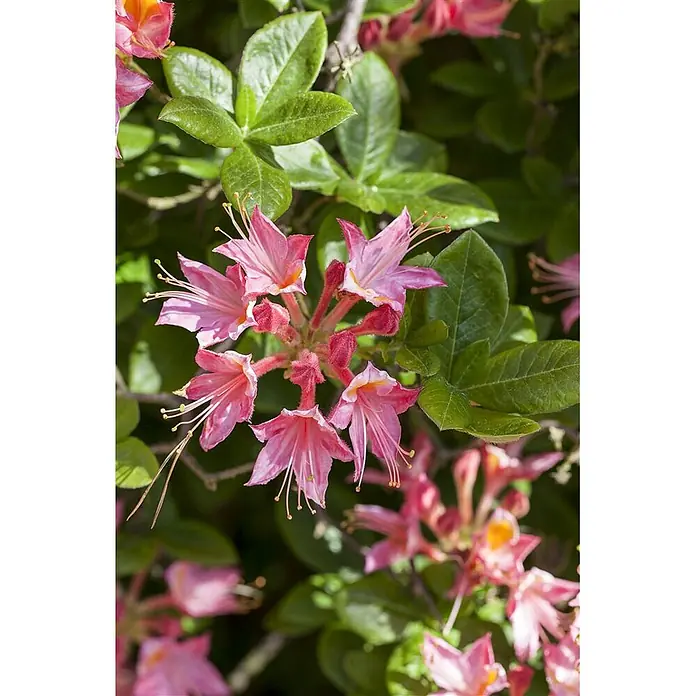 Pflanzen für dich Rhododendron 40-50 cm - Rhododendron luteum, Blütenfarbe: Gelb - Leuchtend pinke Blüten mit langen Staubfäden an einer Pflanze mit grünen Blättern.