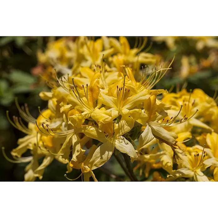 Pflanzen für dich Rhododendron 40-50 cm - Rhododendron luteum, Blütenfarbe: Gelb - Eine Gruppe leuchtend gelber Blüten mit auffälligen Staubblättern und Stempeln.