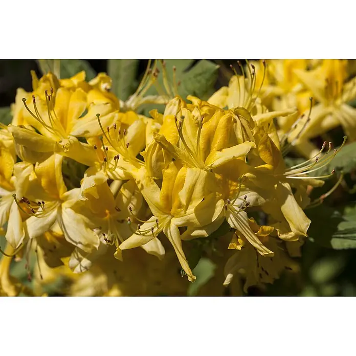 Pflanzen für dich Rhododendron 40-50 cm - Rhododendron luteum, Blütenfarbe: Gelb - Nahaufnahme leuchtend gelber Blüten mit auffälligen Staubblättern.