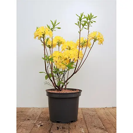 Pflanzen für dich  Rhododendron 30-40 cm