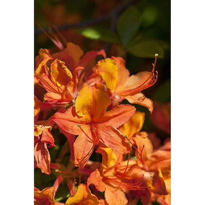 Pflanzen für dich Rhododendron 40-50 cm - Rhododendron luteum, Blütenfarbe: Gelb - Leuchtend orangefarbene Azaleenblüten mit gelben Zentren und zarten Staubgefäßen.
