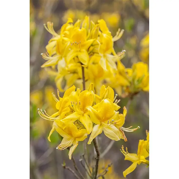 Pflanzen für dich Rhododendron 30-40 cm - Rhododendron luteum 'Golden Sunset', Blütenfarbe: Gelb - Leuchtend gelbe Azaleenblüten mit auffälligen Staubgefäßen blühen an einem schlanken Ast.