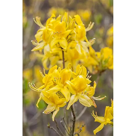 Pflanzen für dich  Rhododendron 30-40 cm