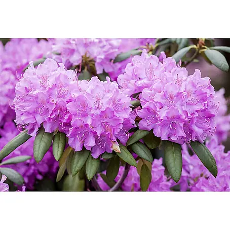 Pflanzen für dich  Großblumiger Rhododendron 140-160 cm