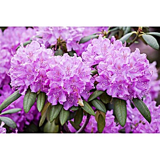 rhododendron trit. d2 Crete Rhododendron main image 1