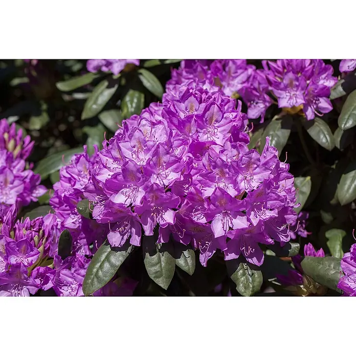 Pflanzen für dich Rhododendron 70-80 cm - Rhododendron catawbiense 'Roseum Elegans', Blütenfarbe: Rosa - Leuchtend lila Rhododendronblüten in voller Blüte.