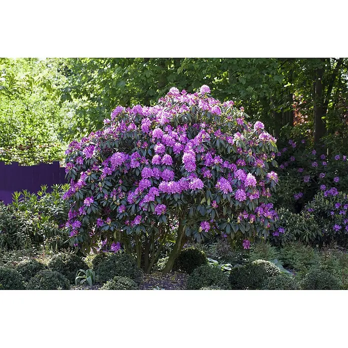 Pflanzen für dich Rhododendron 70-80 cm - Rhododendron catawbiense 'Roseum Elegans', Blütenfarbe: Rosa - Ein großer, leuchtend purpurfarbener Rhododendron-Strauch in voller Blüte in einem Garten, mit einem tiefvioletten Zaun und grünen Bäumen im Hintergrund.