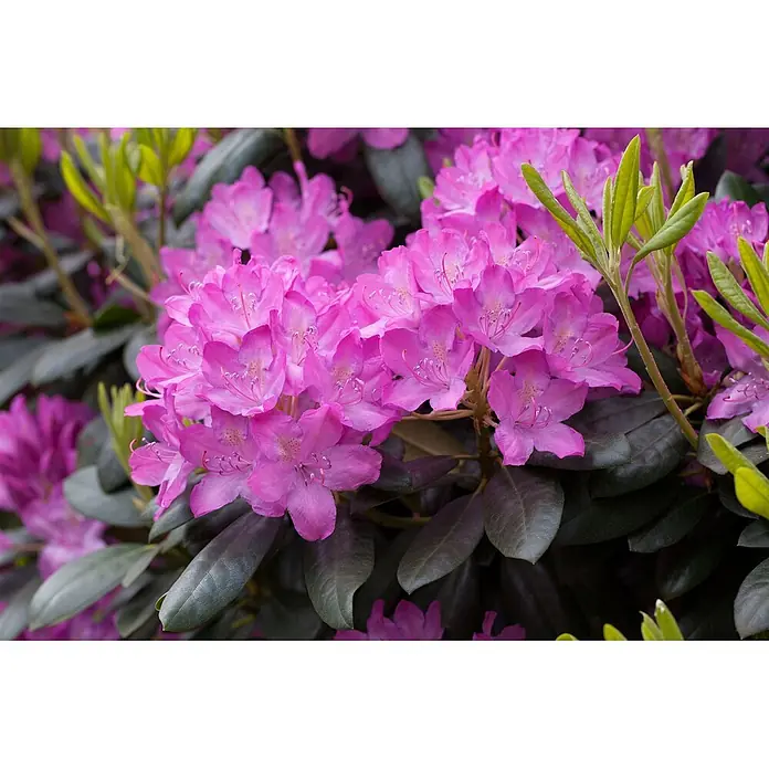 Pflanzen für dich Rhododendron 70-80 cm - Rhododendron catawbiense 'Roseum Elegans', Blütenfarbe: Rosa - Leuchtend rosa Rhododendronblüten in voller Blüte zwischen dunkelgrünen Blättern.