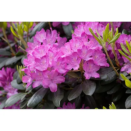 Rhododendren online kaufen bei BAUHAUS