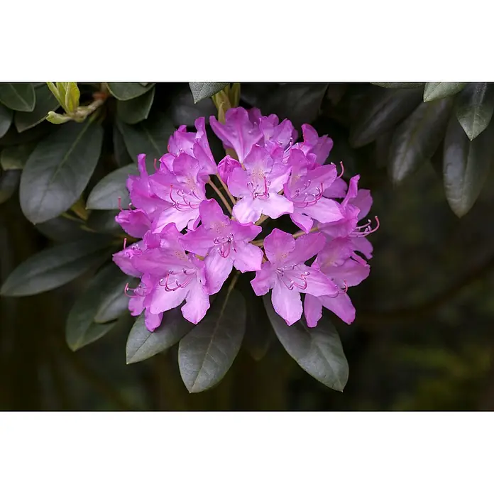 Pflanzen für dich Rhododendron 70-80 cm - Rhododendron catawbiense 'Roseum Elegans', Blütenfarbe: Rosa - Eine Gruppe leuchtend violetter Rhododendronblüten mit zarten Staubblättern, eingebettet in dunkelgrünes Laub.