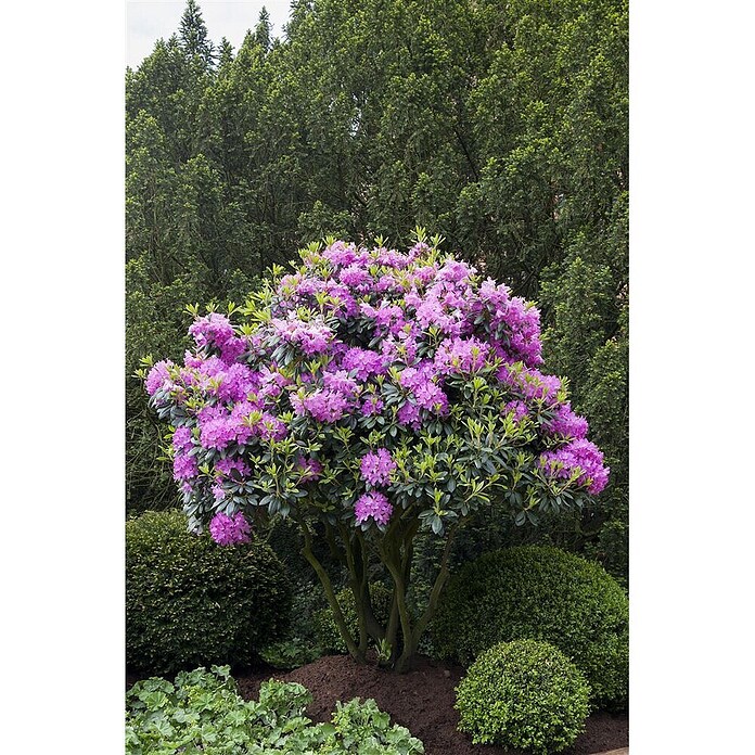 stechpalme als baum Amerikanische Stechpalme als Spalierbaum 'Nellie R. Stevens' main image 0
