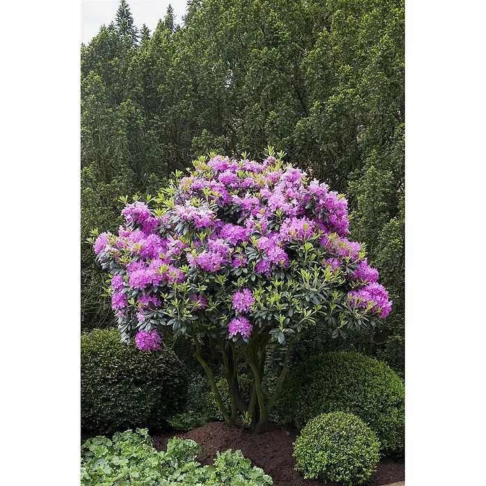 Pflanzen für dich Rhododendron 70-80 cm - Rhododendron catawbiense 'Roseum Elegans', Blütenfarbe: Rosa - Ein großer, mehrstämmiger Rhododendronbusch mit üppigen violetten Blüten in einem üppigen grünen Garten.
