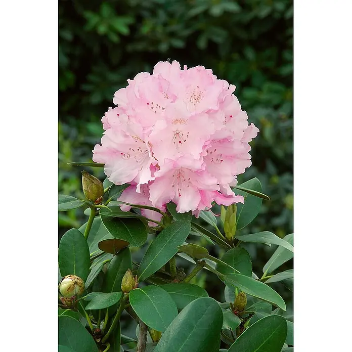 Pflanzen für dich Rhododendron 60 cm - Rhododendron yakushimanum 'Silberwolke', Blütenfarbe: Weiß - Nahaufnahme einer leuchtend pinken Rhododendronblüte in voller Pracht, umgeben von grünen Blättern und Knospen an einer Pflanze.
