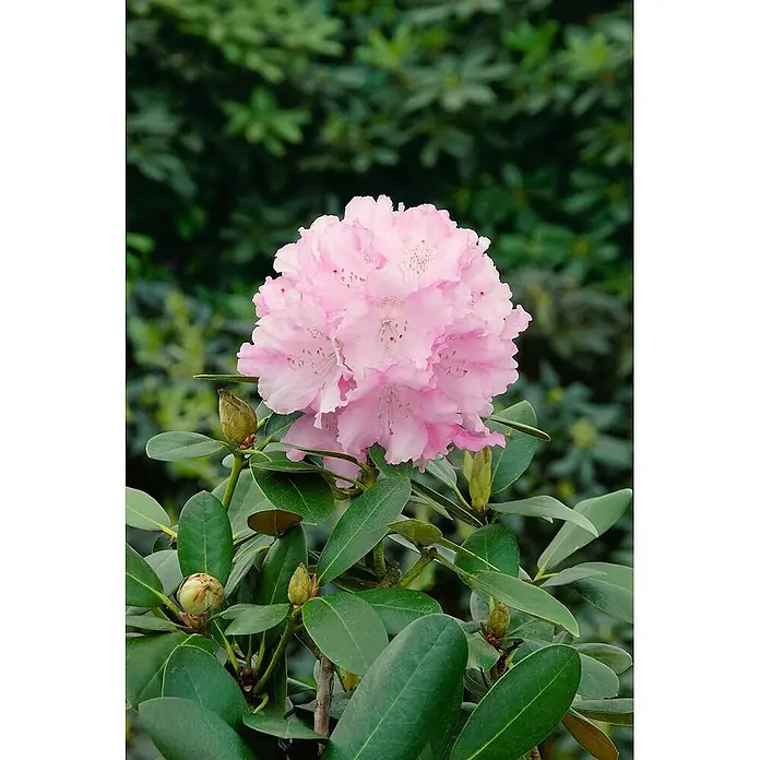 Pflanzen für dich Rhododendron 60 cm - Rhododendron yakushimanum 'Silberwolke', Blütenfarbe: Weiß - Ein lebendiger Blütenstand rosa Rhododendronblüten, umgeben von grünen Blättern und Knospen.
