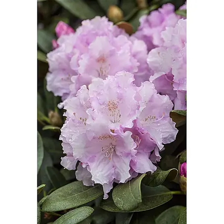 Pflanzen für dich  Rhododendron 25-30 cm