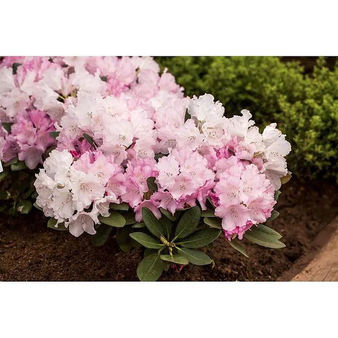 Pflanzen für dich Rhododendron 60 cm - Rhododendron yakushimanum 'Silberwolke', Blütenfarbe: Weiß - Ein lebhaftes Büschel rosafarbener und weißer Rhododendronblüten auf einem Strauch.
