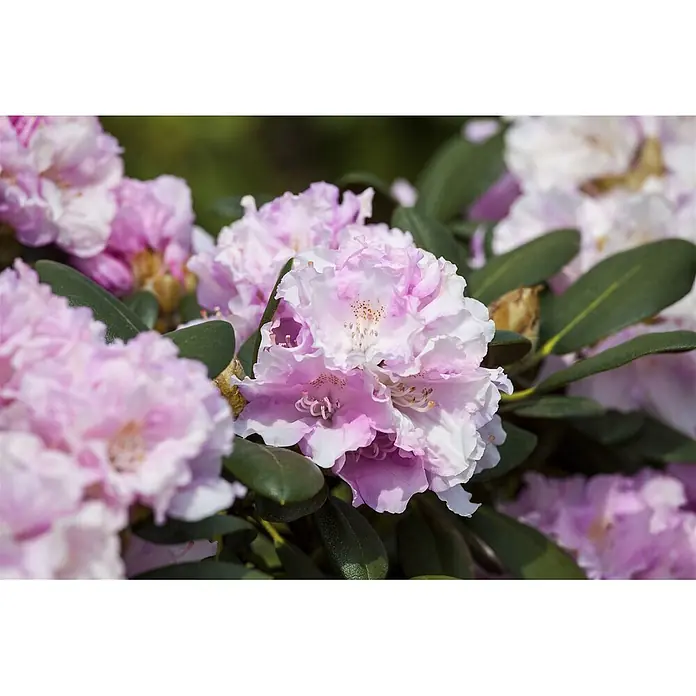 Pflanzen für dich Rhododendron 60 cm - Rhododendron yakushimanum 'Silberwolke', Blütenfarbe: Weiß - Nahaufnahme leuchtend rosa und weißer Rhododendronblüten mit grünen Blättern.