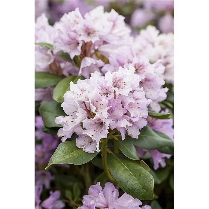 Pflanzen für dich Rhododendron 60 cm - Rhododendron yakushimanum 'Silberwolke', Blütenfarbe: Weiß - Gruppe hellrosa Rhododendronblüten mit leuchtend grünen Blättern.