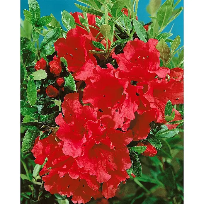 Pflanzen für dich Großblumiger Rhododendron 30-40 cm - Rhododendron williamsianum 'Gartendirektor Glocker', Rosa - Rote Blütenpflanze mit leuchtend grünen Blättern.