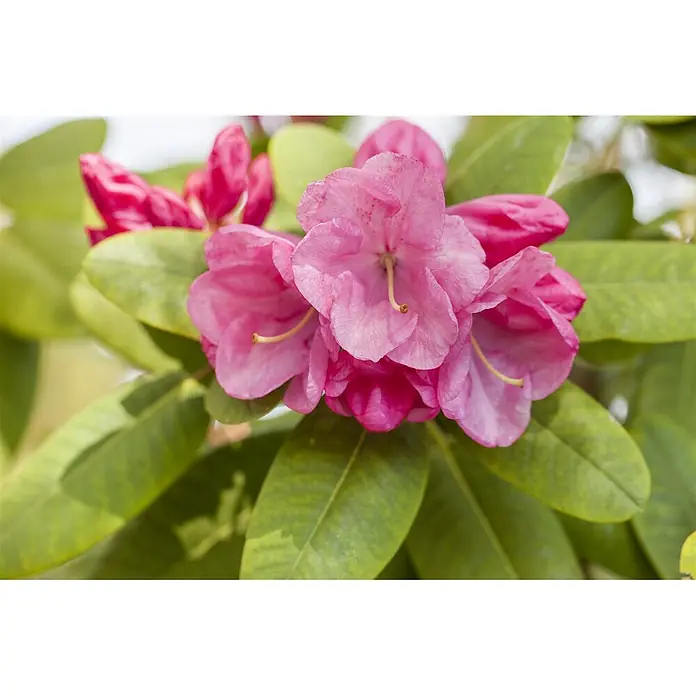 Pflanzen für dich Großblumiger Rhododendron 30-40 cm - Rhododendron williamsianum 'Gartendirektor Glocker', Rosa - Gruppe leuchtend pinker Rhododendronblüten mit einigen geschlossenen Knospen.